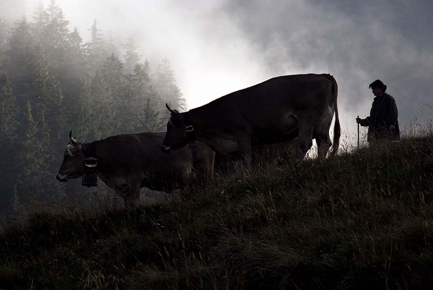 Alp Alplen, Uri, Schweiz 2009.